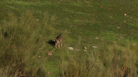 Iberischer-Luchs-Läuft-Im-Abendlicht-Mühelos-über-Einen-Hügel