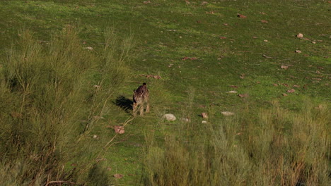 el lince ibérico camina sin esfuerzo por una ladera a la luz del atardecer.
