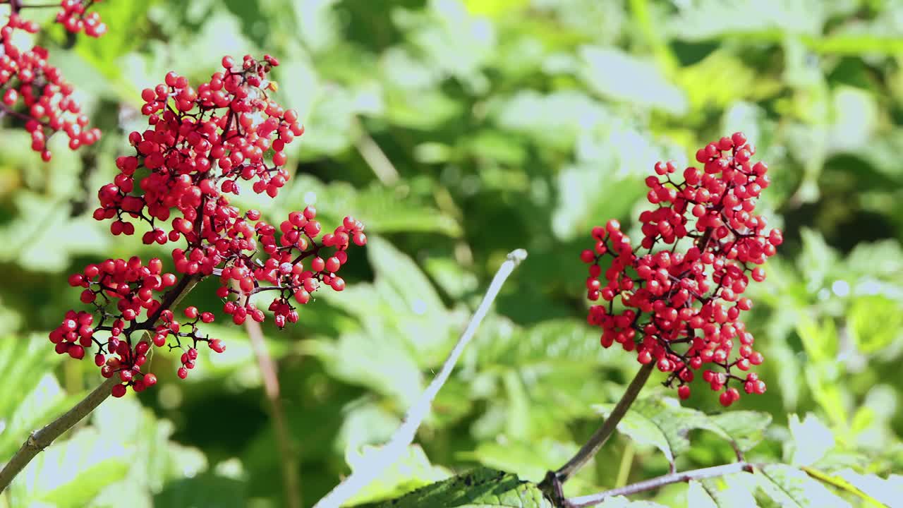 푸른 잎자루 가운데 밝은 빨간색의 엘더베리 어리, 자연