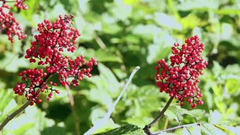 racimos de bayas de saúco rojo brillante en medio de un follaje verde exuberante, naturaleza