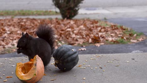 una ardilla mira la cámara desde su porche mientras toma con cuidado una semilla de calabaza