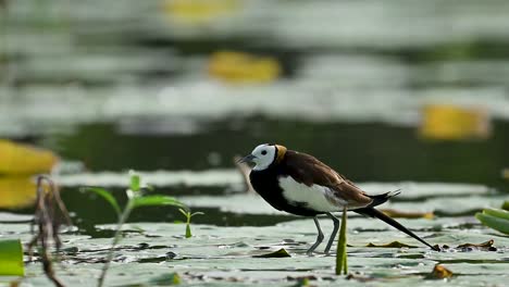 a pheasant-tailed jacana walks steadily through wetland vegetation after sounding a sharp alert call, displaying cautious and responsive behavior in its natural habitat