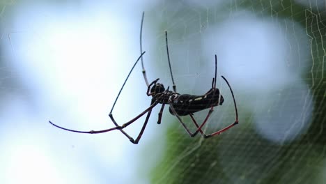 golden-orb web spider with long legs, weaving the spider net, soft out of the focused bokeh background