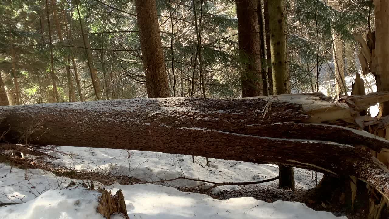 Broken and dangerous tree in winter. Climate change. The aftermath of a hurricane. Tree damaged by wind storm. Fallen tree in the forest after a heavy snow storm. Storm damage.