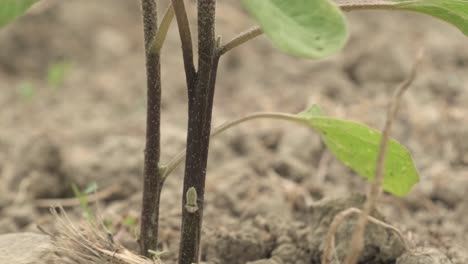 Primer-Plano-De-Una-Planta-Vegetal-Aislada,-Granja-De-Producción-De-Alimentos-Orgánicos