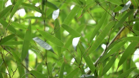 greeen bamboo leaves blowing in the wind at namsan park in seoul, south korea, simplictic nature background