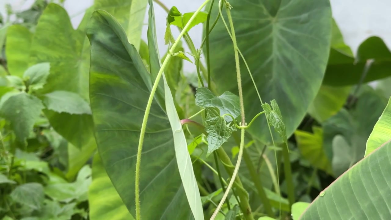Close-up of Lush Green Leaves with Water Droplets