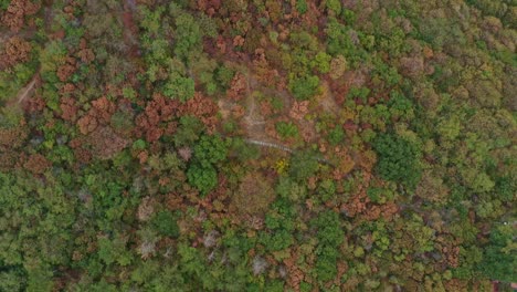 Flying-over-colorful-trees-in-the-mountains-during-a-colorful-autumn