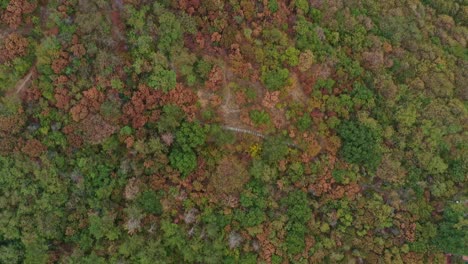 volando sobre árboles coloridos en las montañas durante un otoño colorido