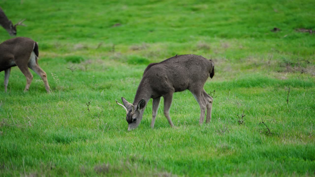 fotografía de cerca de un ciervo mula en la naturaleza