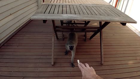 Man-trying-to-feed-a-Hungry-Wild-Grey-Vervet-monkey-in-a-residential-area-in-South-Africa