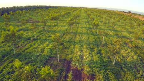 A-beautiful-aerial-over-a-huge-almond-orchard-in-California-at-sunset-2