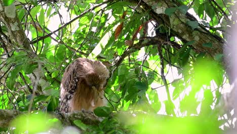 魚烏 (buffy fish owl) 是一個大型烏,但卻是四種烏中最小的