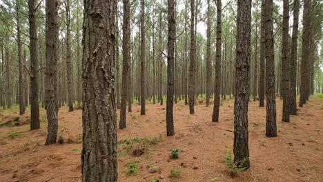 Paneo-Lento-A-Través-De-Un-Bosque-De-Pinos-Con-Poca-Luz