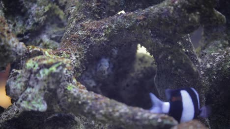 Lonely-Fish-is-Swimming-in-Fish-Tank-between-Rocky-Cave-Ornament