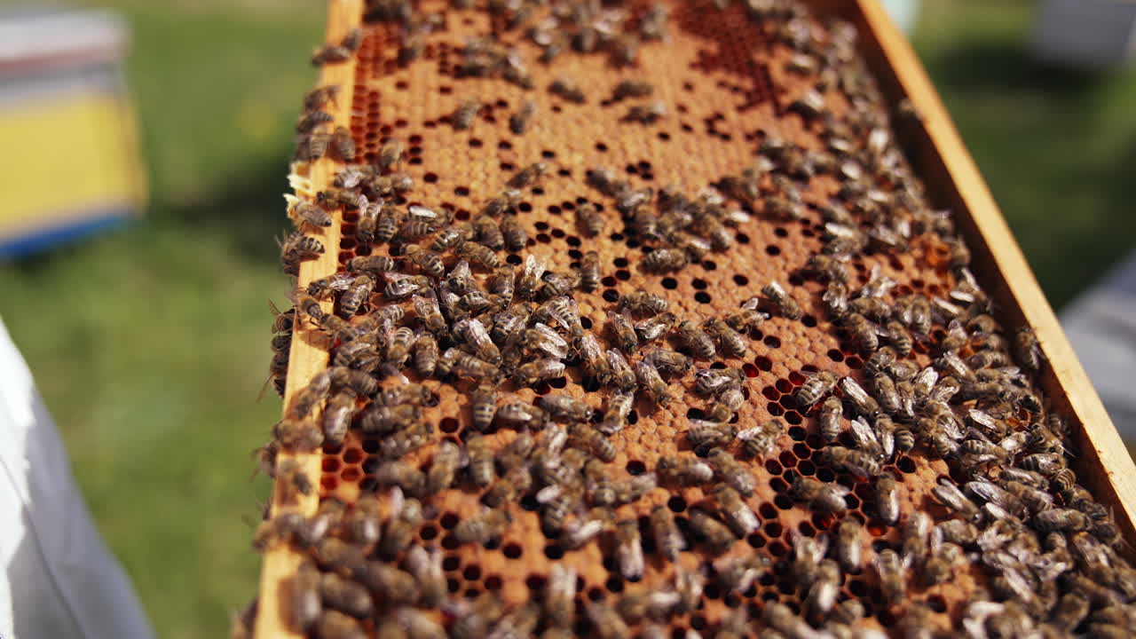 Bees frame with honeycombs. Honey insects working on a honeycomb. Organic beekeeping. Bees making organic honey. Close-up.
