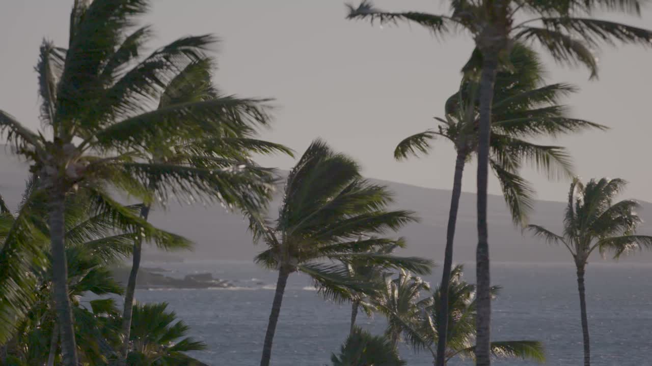 멀리 바다가 있는 하와이에서 바람에 날리는 야자수를 가로지르는 느린 팬