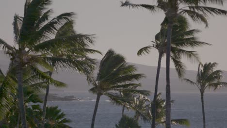 Slow-pan-across-palm-trees-blowing-in-the-wind-in-Hawaii,-with-the-ocean-in-the-distance