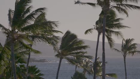 panorámica lenta a través de las palmeras que sopla el viento en hawai, con el océano en la distancia