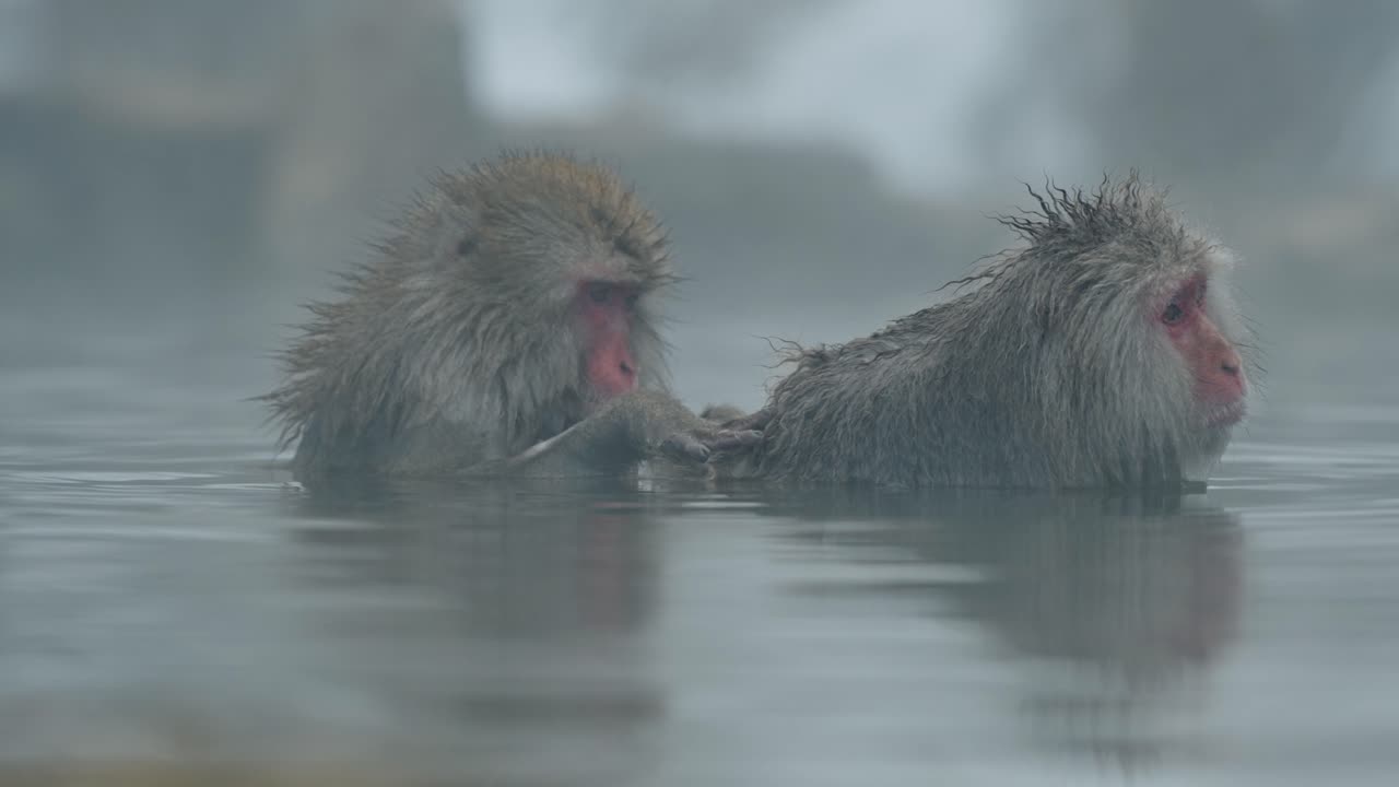 снежная обезьяна осторожно удаляет паразитов от друга, отдыхая в парящих водах джигокудани онсен, яманоучи.