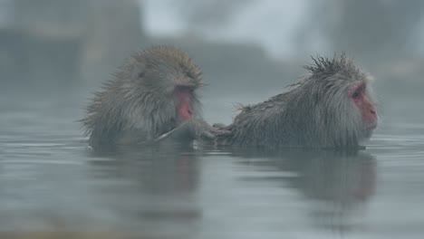 un mono de nieve elimina suavemente los parásitos de un amigo mientras se relaja en las aguas humeantes de jigokudani onsen, yamanouchi.