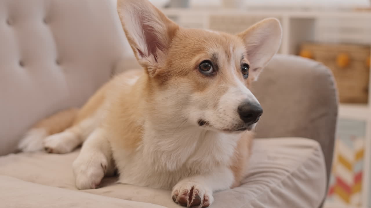 очаровательная собака-корги лежит на диване