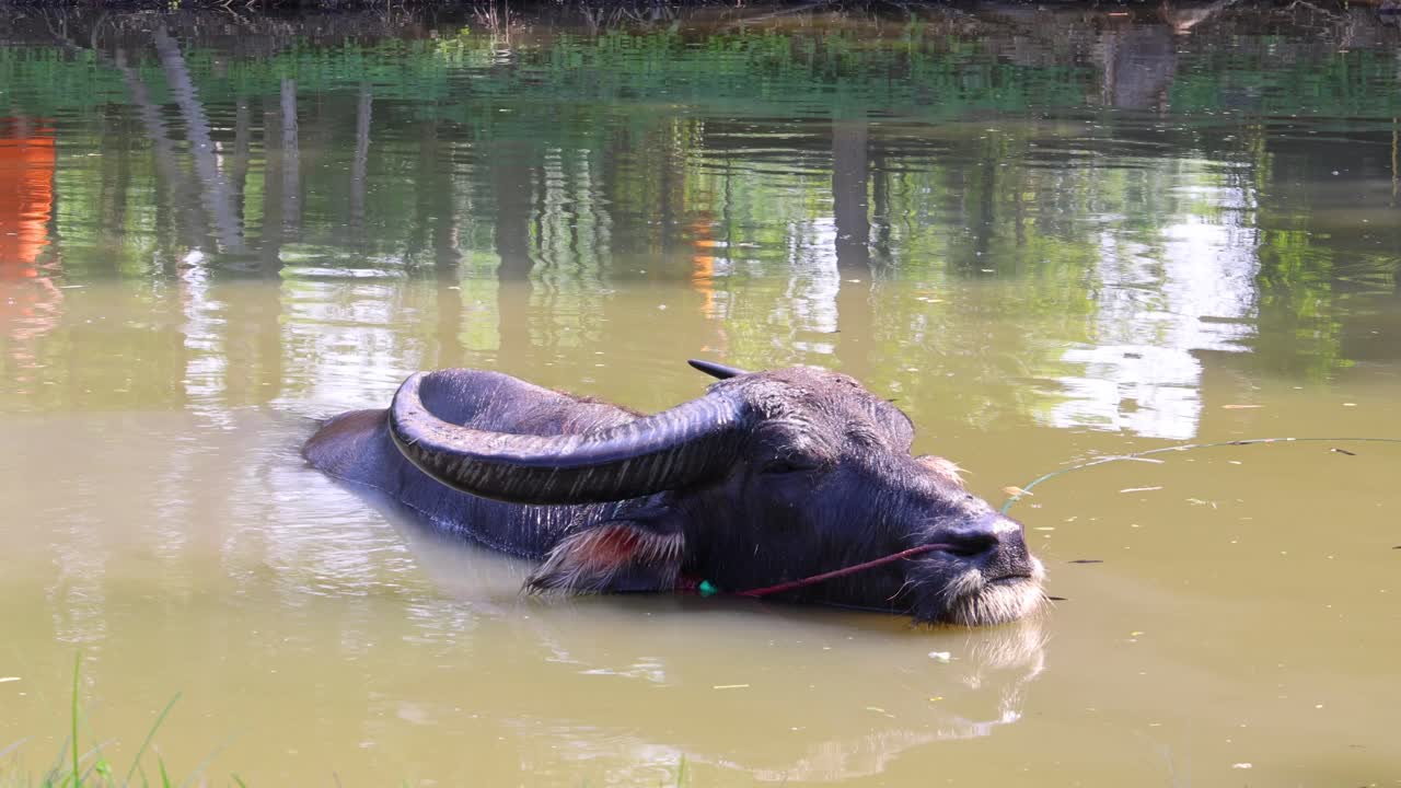 el búfalo se sumerge y emerge en aguas fangosas