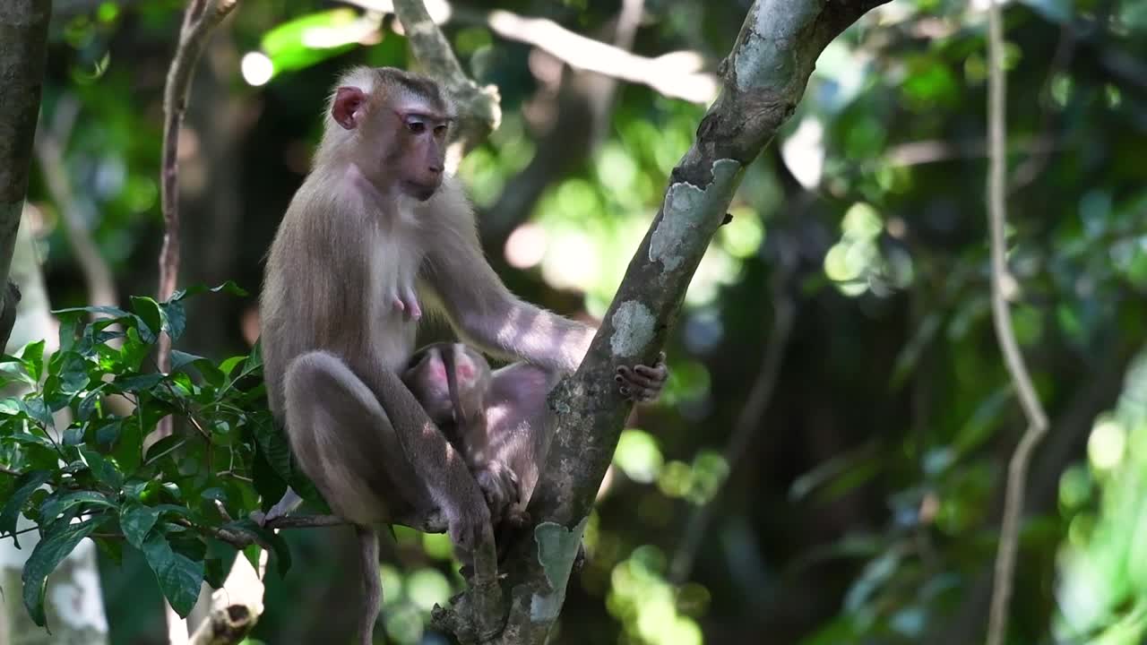 el macaco de cola de cerdo del norte es un primate que se encuentra comúnmente en el parque nacional de khao yai, aunque es una especie vulnerable