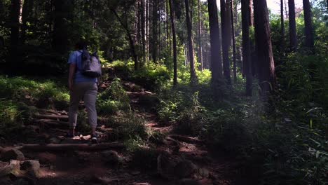 male hiker hiking up through the light-filled forest on a summer day - medium shot