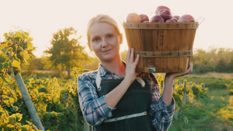 a farmer holds a basket with ripe red apples small garden and organic products concept