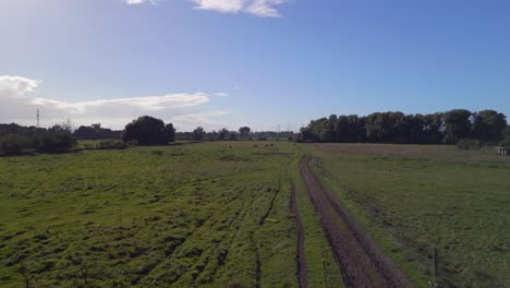 espectacular vista aérea vuelo sobrevuelo flyover drone imágenes de caballos pasto campo brandenburg havelland alemania al atardecer de verano 2022