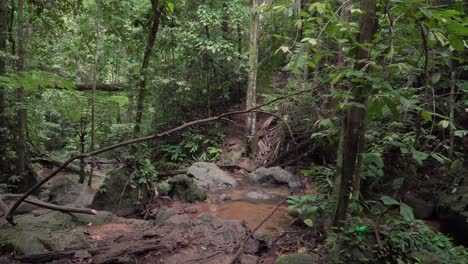 Tropical-wild-rainforest-creek-spring-between-mysterious-curved-trees