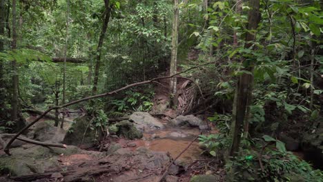 Arroyo-De-La-Selva-Tropical-Salvaje-Primavera-Entre-Misteriosos-árboles-Curvos