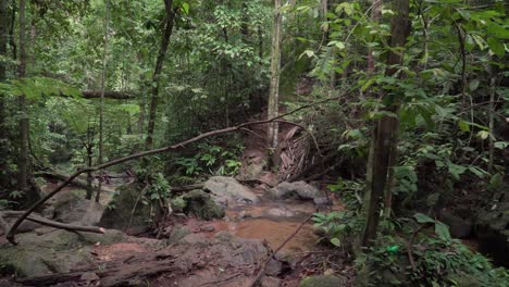 arroyo de la selva tropical salvaje primavera entre misteriosos árboles curvos
