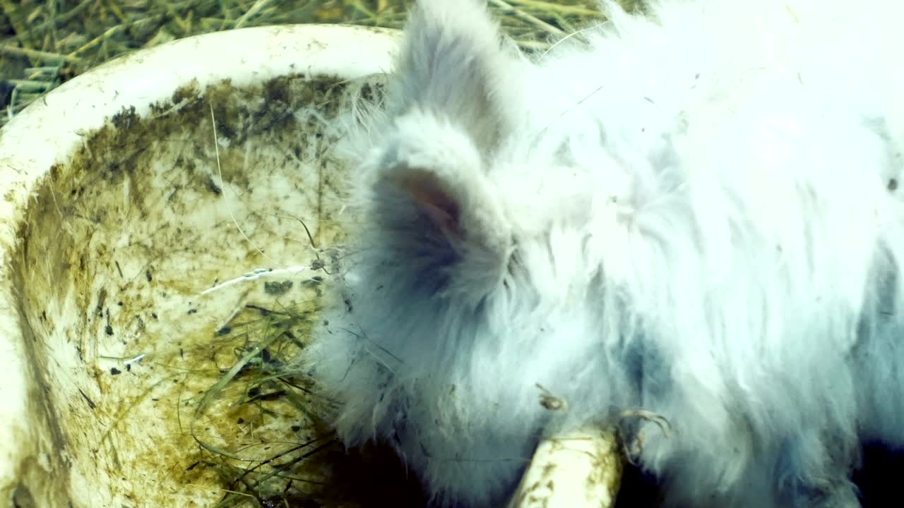 긴 털의 토끼가 창고에서 물을 마시고 있다