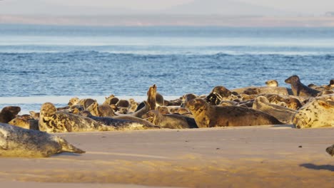 handheld shot of a group of seals resting on the sandy beach with waves crashing