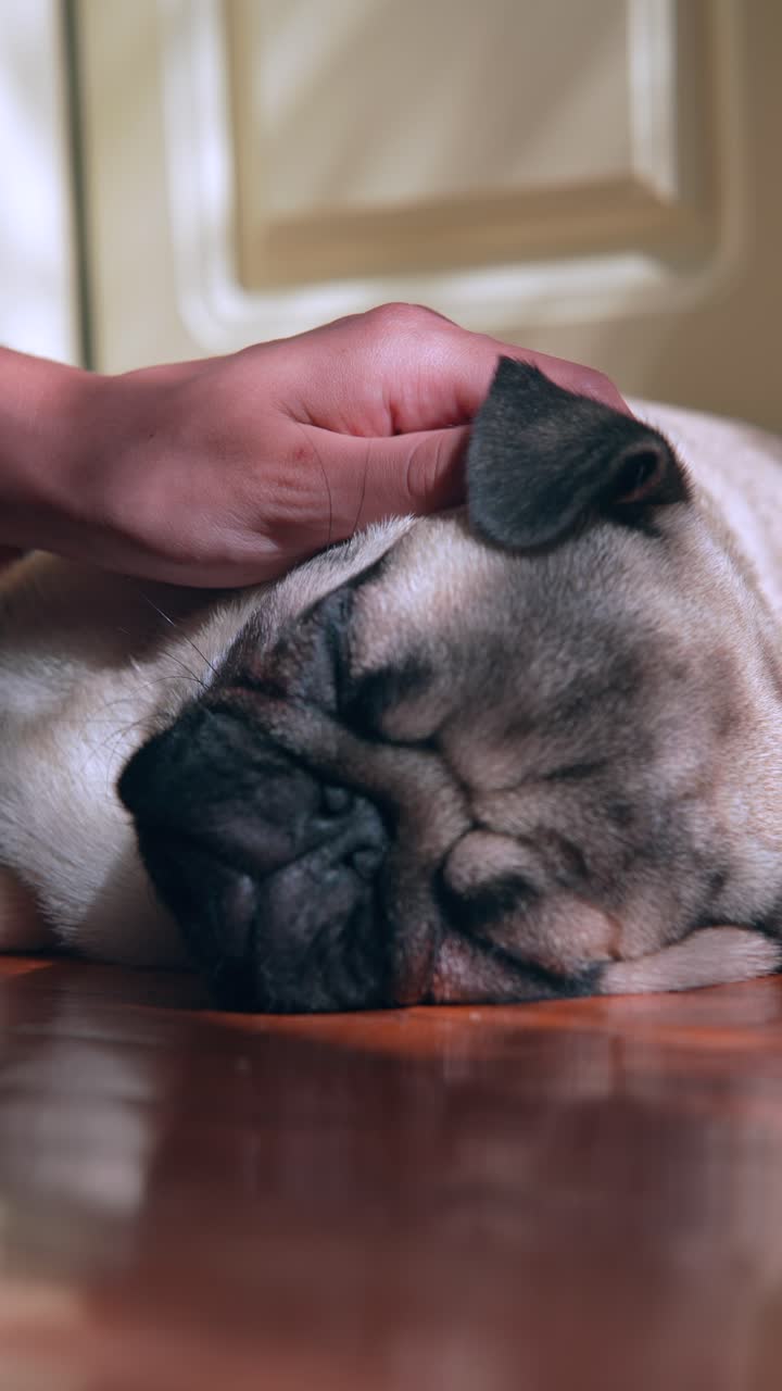 잠자는 파그를 손으로 만지는 것