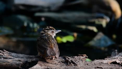 The-Abbot’s-Babbler-is-found-in-the-Himalayas-to-South-Asia-and-the-Southeast-Asia