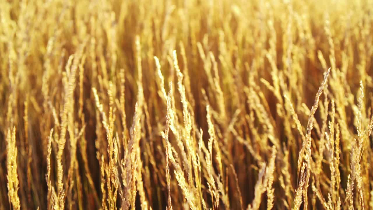Dry yellow grass in sunset light, cinematic look