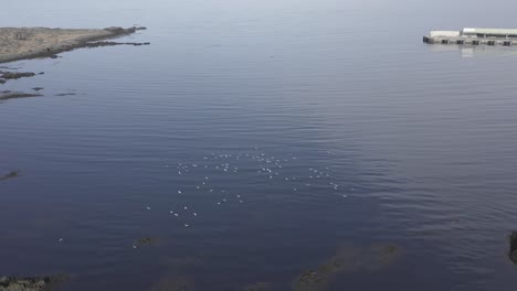 flock of seagulls flying over water at shore of iceland, aerial