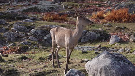 red-deer-in-rocky-autumn-setting-looks-away-smooth-camera-sliding-by