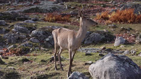 red deer in rocky autumn setting looks away smooth camera sliding by