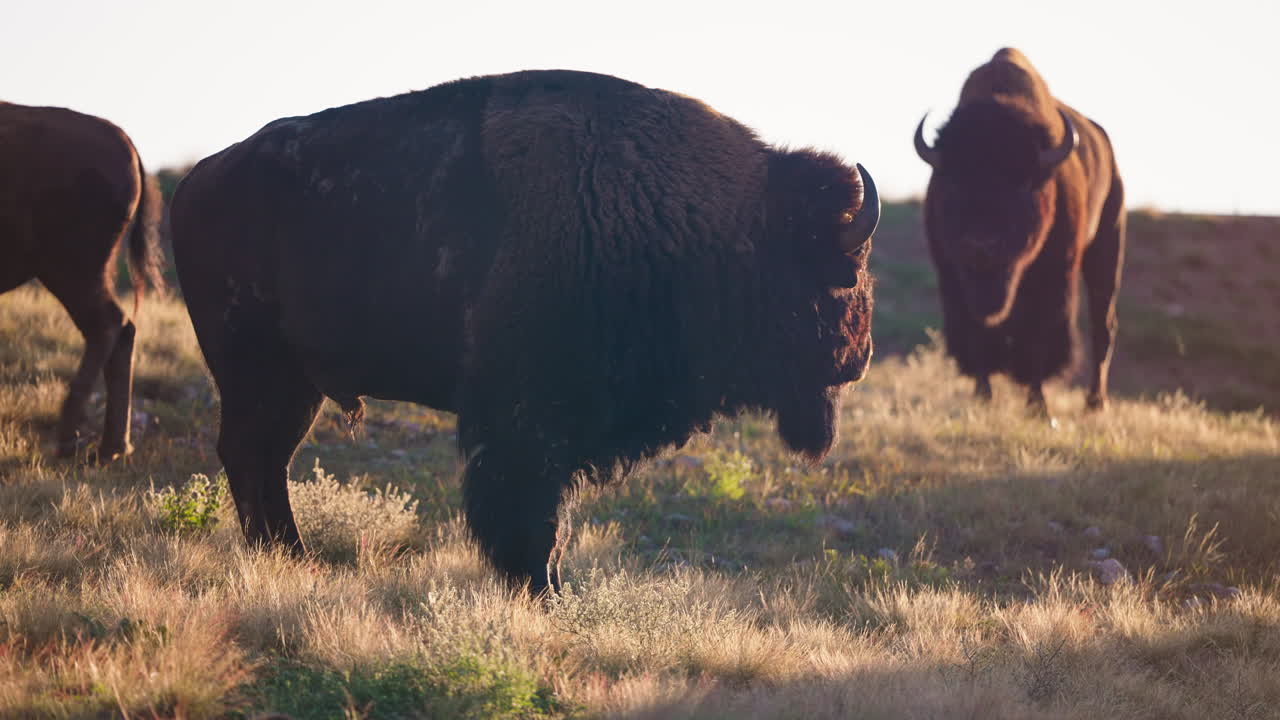 Mandrie di bisonti selvatici che si muovono attraverso il paesaggio sotto il sole del primo mattino.