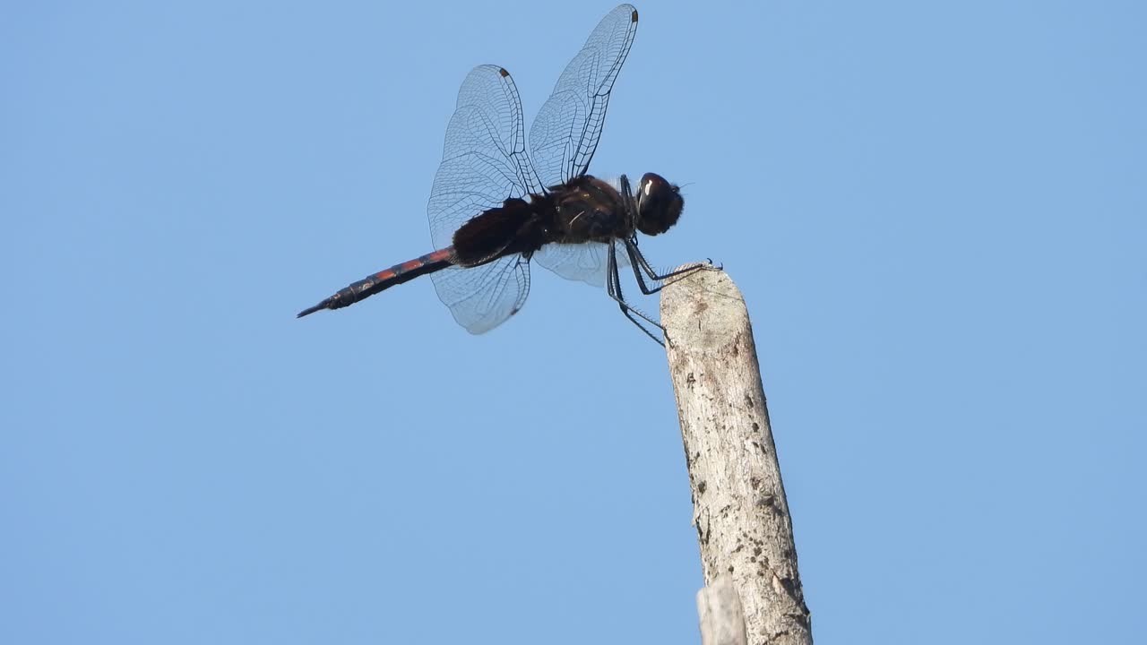 Dragonfly relaxing on stick . nature