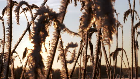 natural reed in cold and frosty winter season, close up slider shot