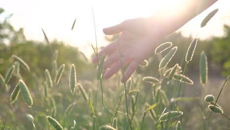 pov scene woman's hand touching and passing through grassy plains and plants moved by the wind