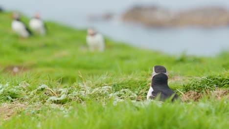 Papageitaucher-Kommt-Mit-Material-Zum-Nestbau-Aus-Dem-Loch,-Schottland