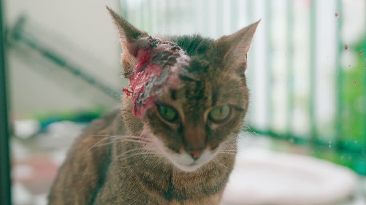Vista aproximada de um gato com ferimento na cabeça.