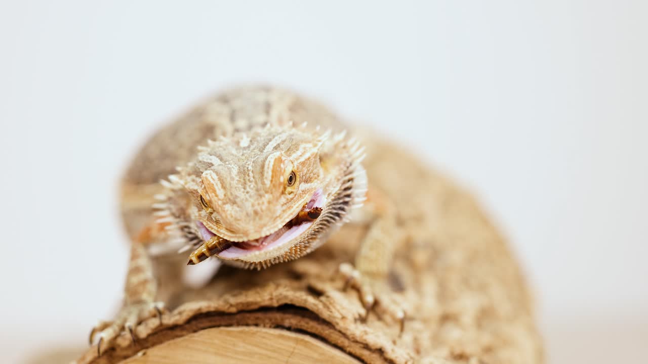 A bearded dragon lizard consumes food on a wooden perch, captured in a bright, close-up setting