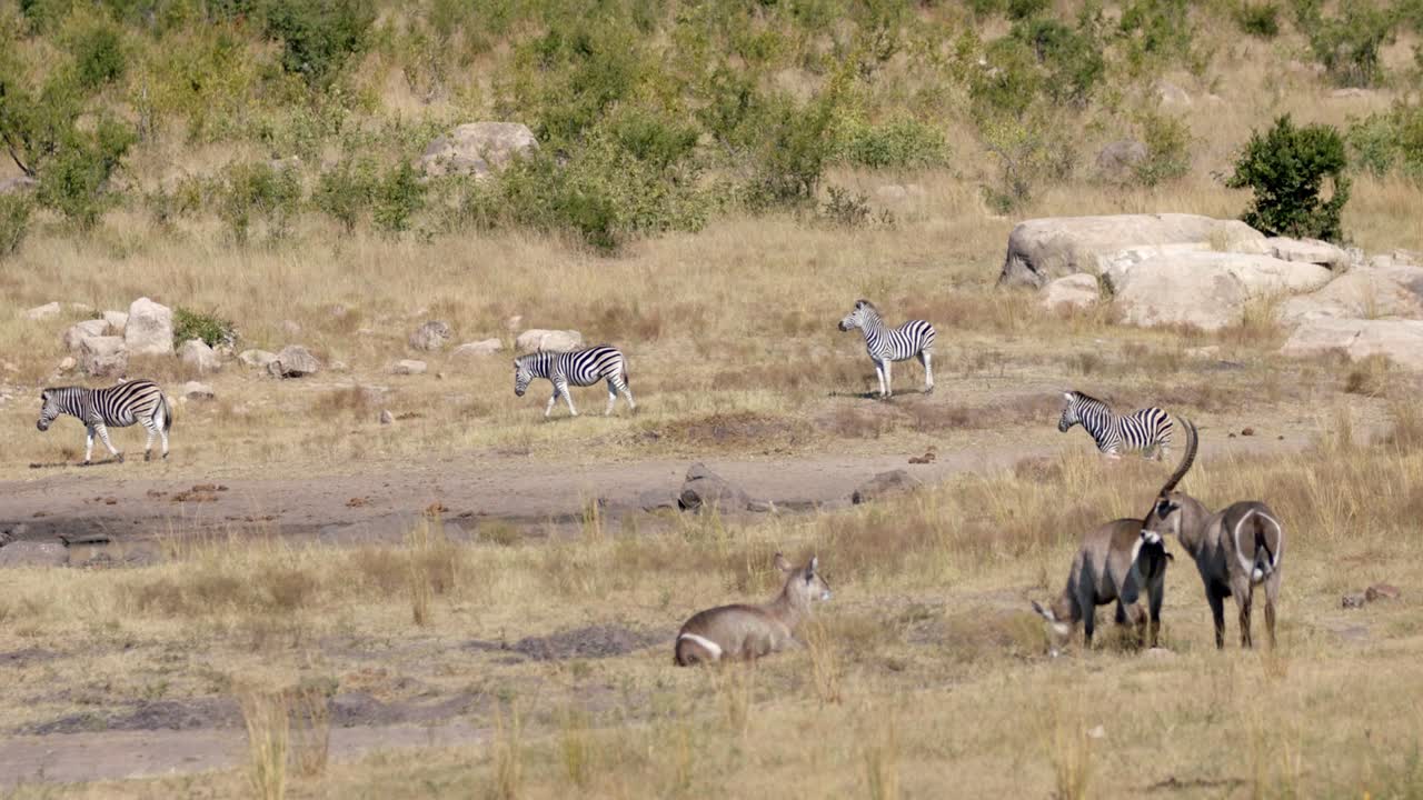 Zebras And Waterbucks At The Savanna In Kruger National Park, South Africa On A Bright Weather - wide shot